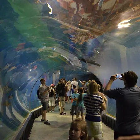 Katerina بروموف